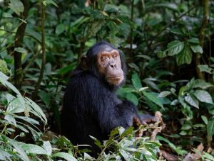 chimpanzee trekking -kibale Uganda Primate Safari