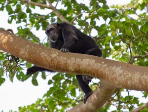 chimps-uganda