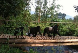 gorilla treks