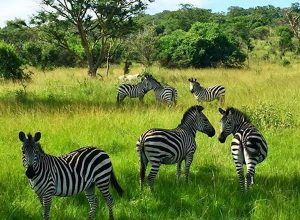 mburo zebras