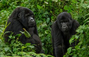 uganda-gorilla