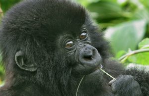 young-gorilla-uganda