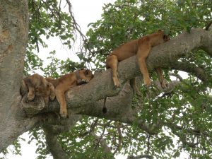 Tree Climbing Lions in Ishasha Sector in Queen Elizabeth National Park