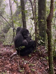 Gorillas in Bwindi