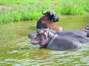 Lake Mburo National Park wildlife