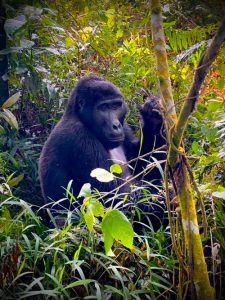 Mgahinga Mountain Gorillas