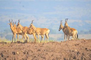 Kobs -Kidepo National Park