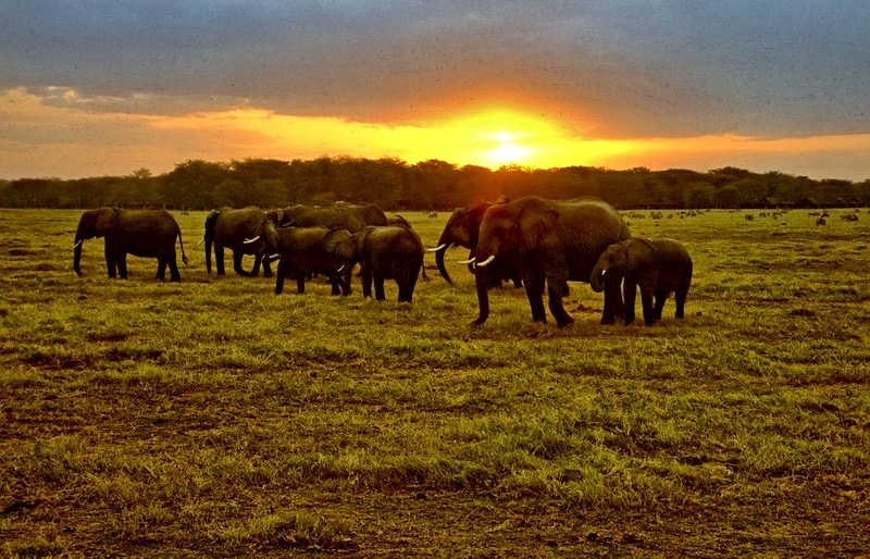 Elephant herd feeding in Amboseli National Park