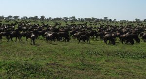 Great wildebeests migration