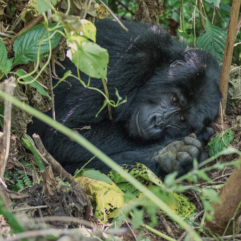 Gorilla trekking views In Bwindi Impenetrable Forest