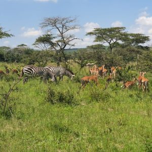 Game drive sights Uganda safari