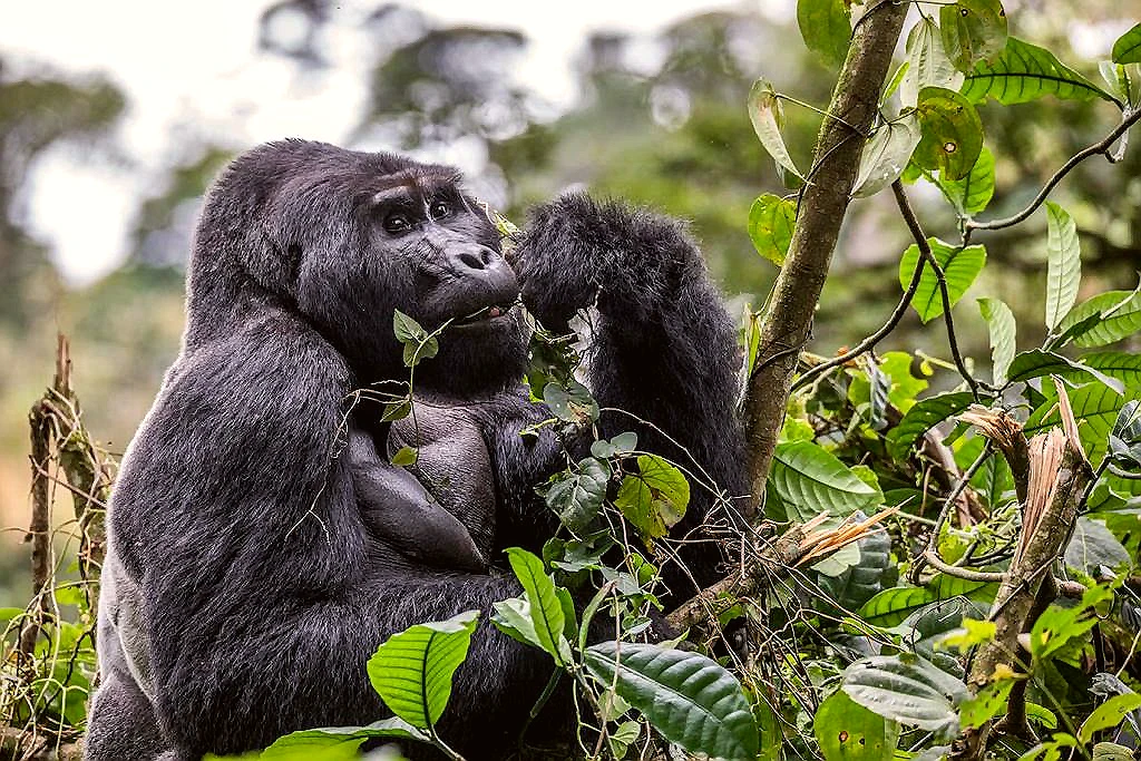Rwanda Primates