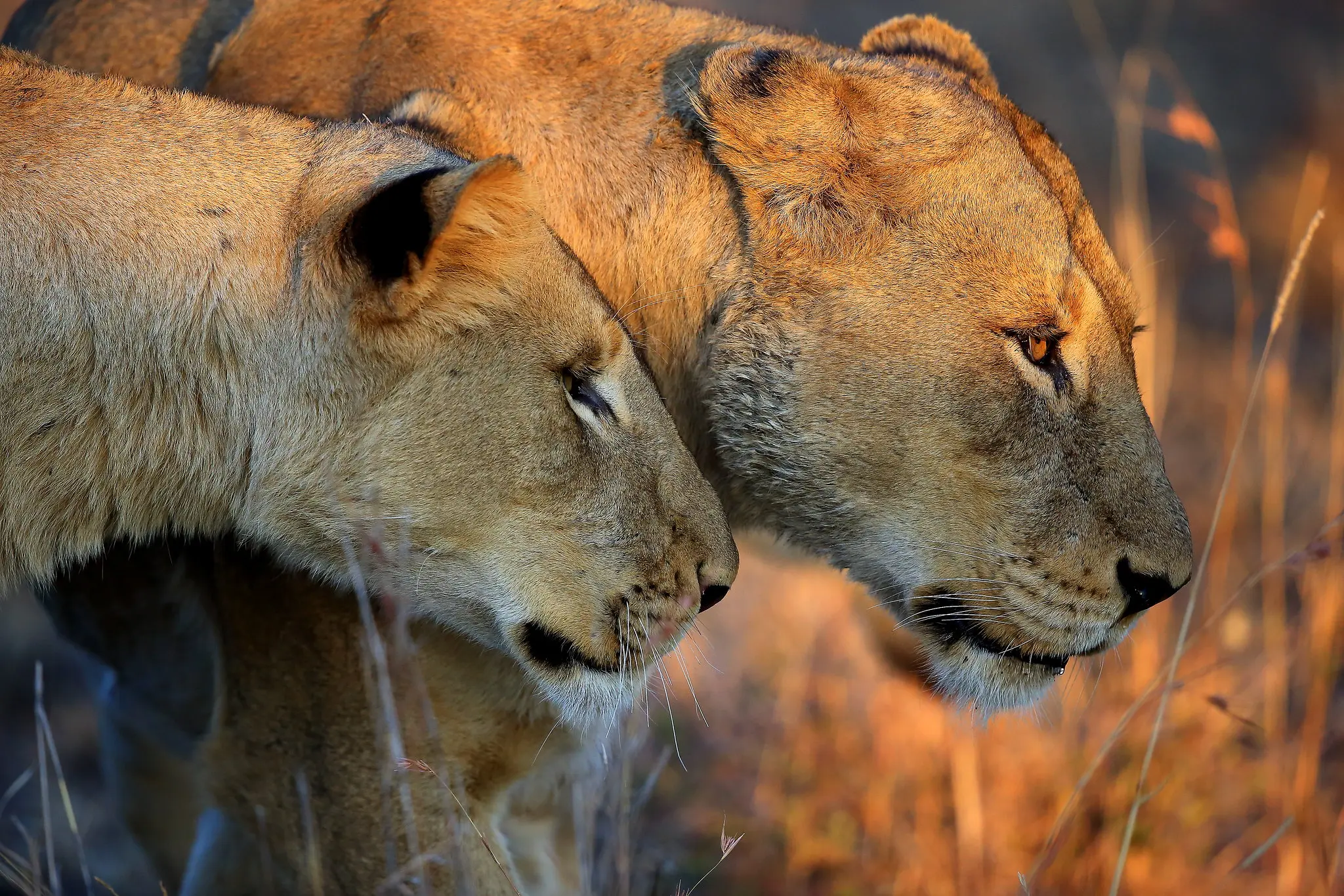 Ancient Africa Safaris