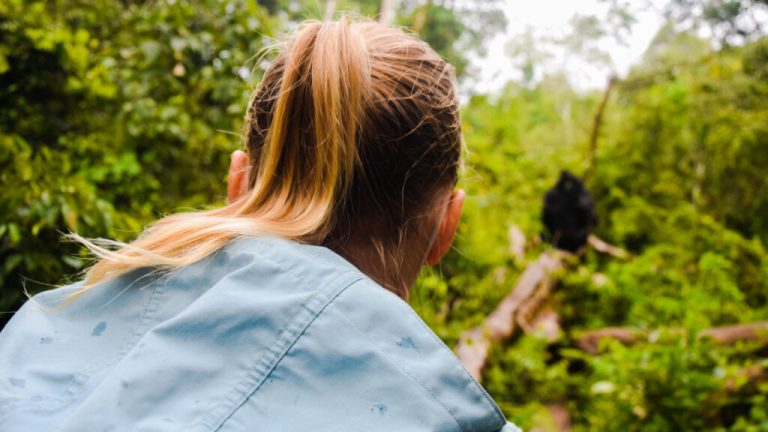 Chimpanzee Tracking Adventure