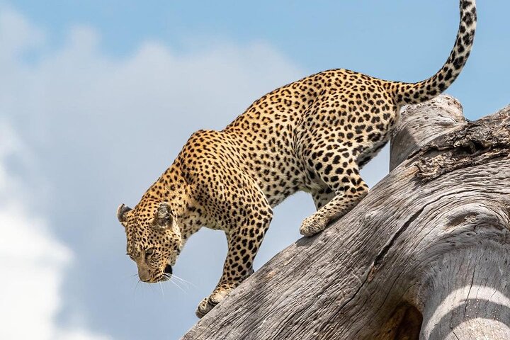 Masai Mara Explorer
