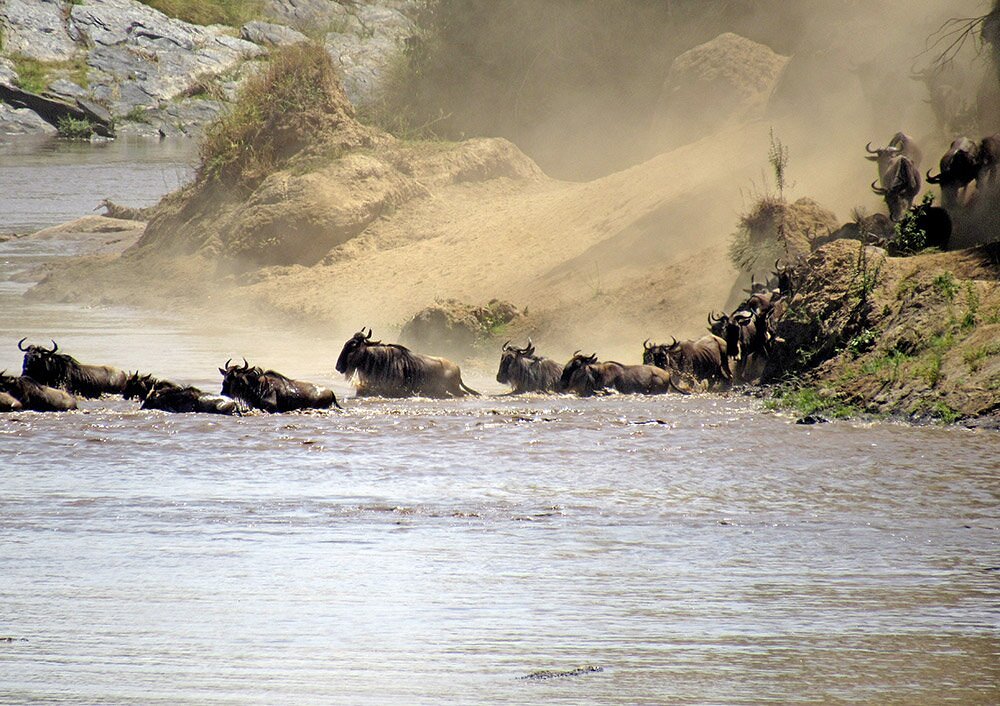 Great migration crossing