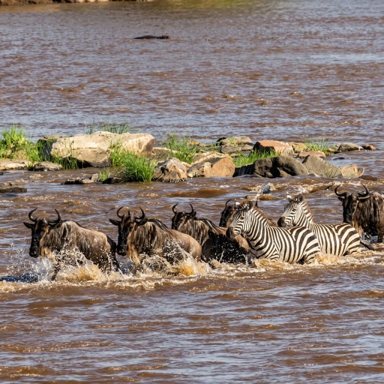 Serengeti Wildlife Migration
