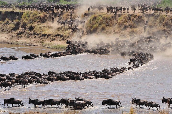 Great Migration- Tanzania Safaris