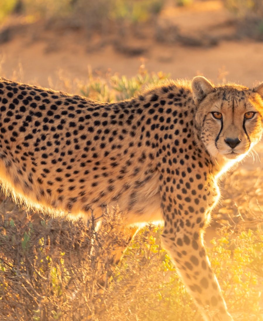 Grand East Africa: Mara, Serengeti & Gorillas