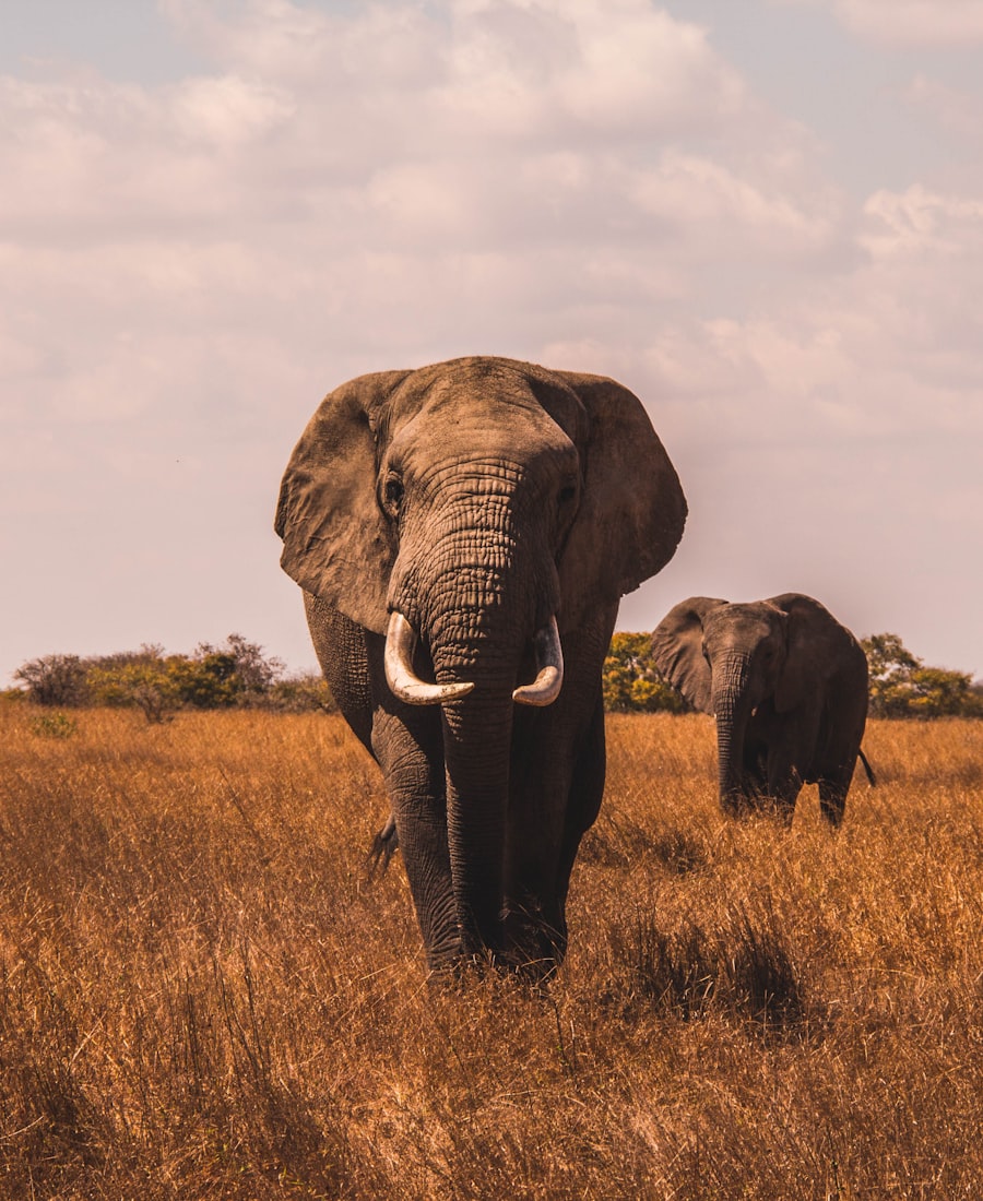 Kenya Classic: Amboseli, Tsavo & the Mara