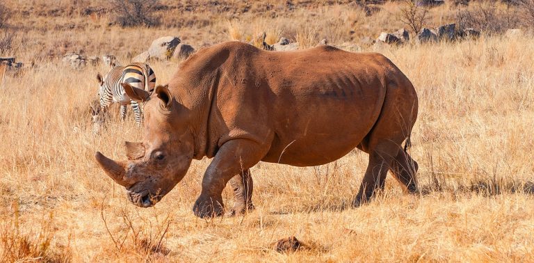 Laikipia Rhino Conservancies & Samburu