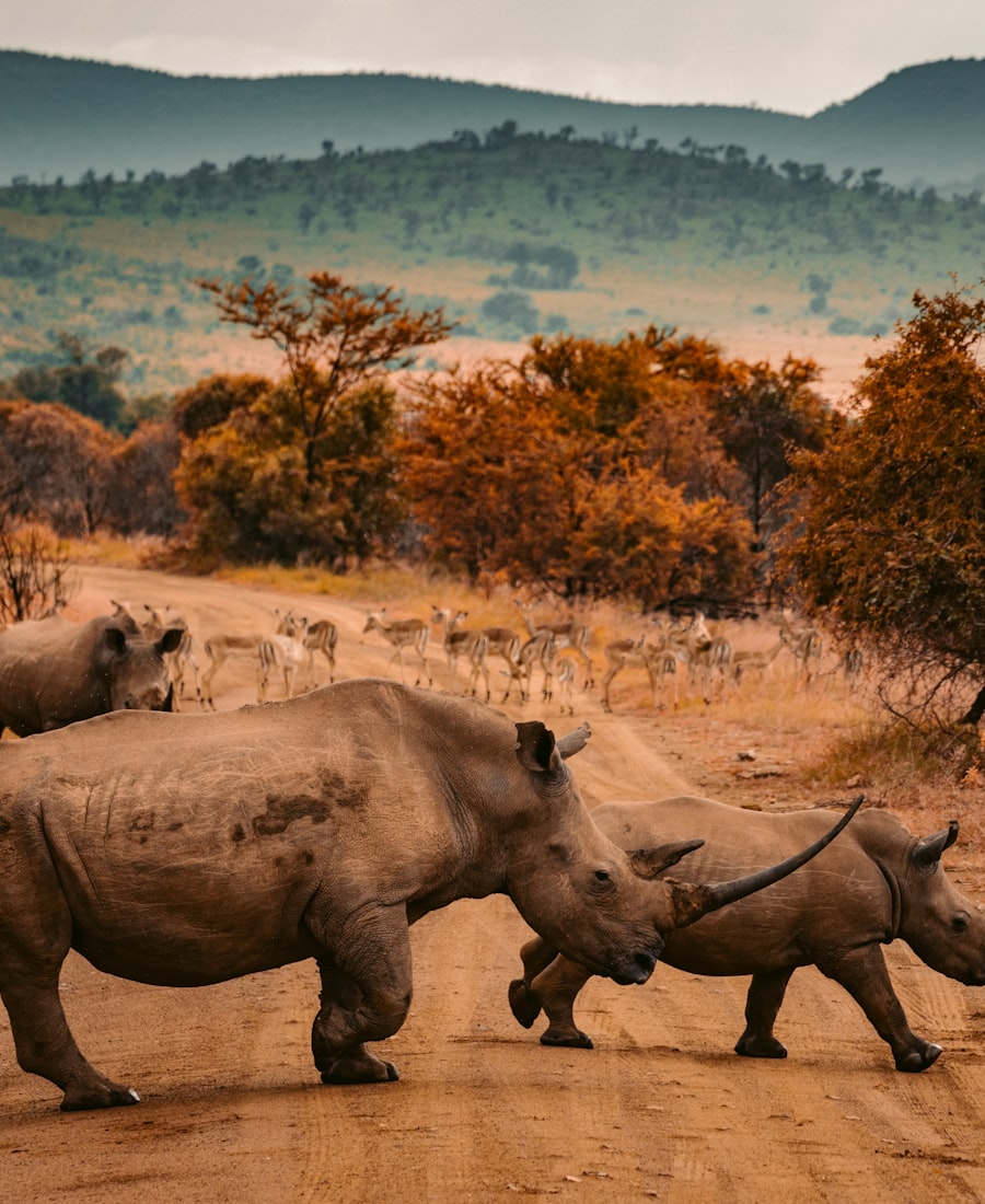 Laikipia Rhino Conservancies & Samburu