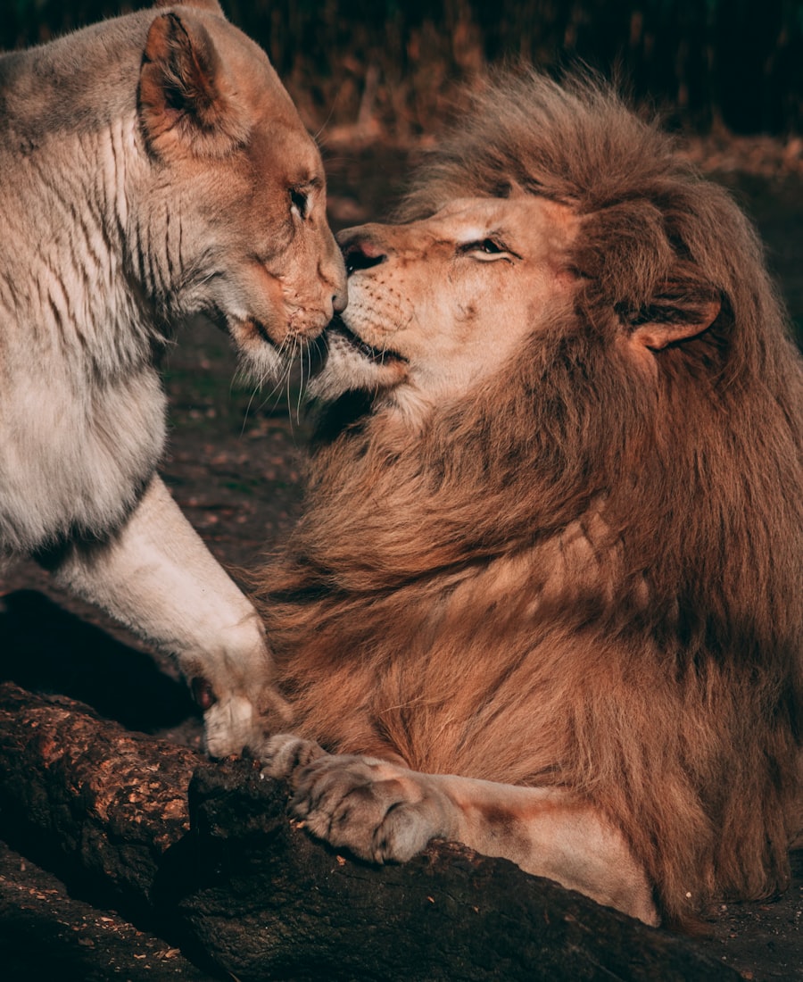 Masai Mara Safari & Gorilla Trekking