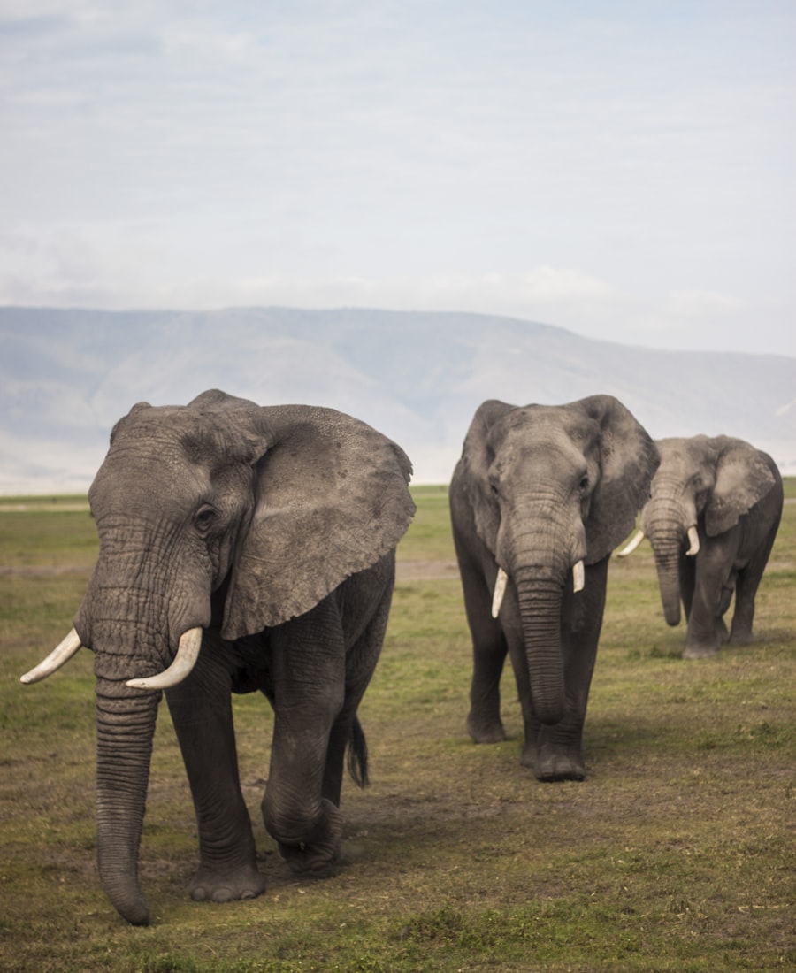 Ngorongoro & Serengeti Calving Season