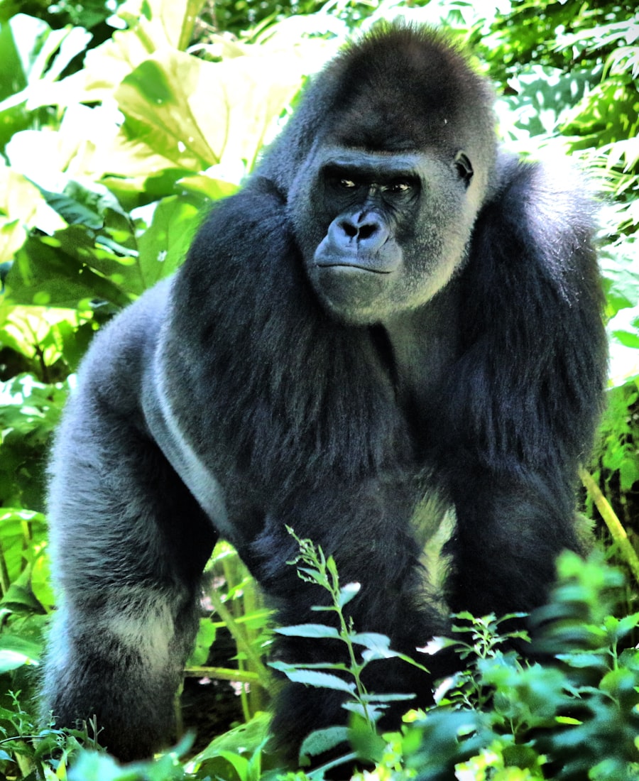 Rwanda Gorilla Trekking & Primates