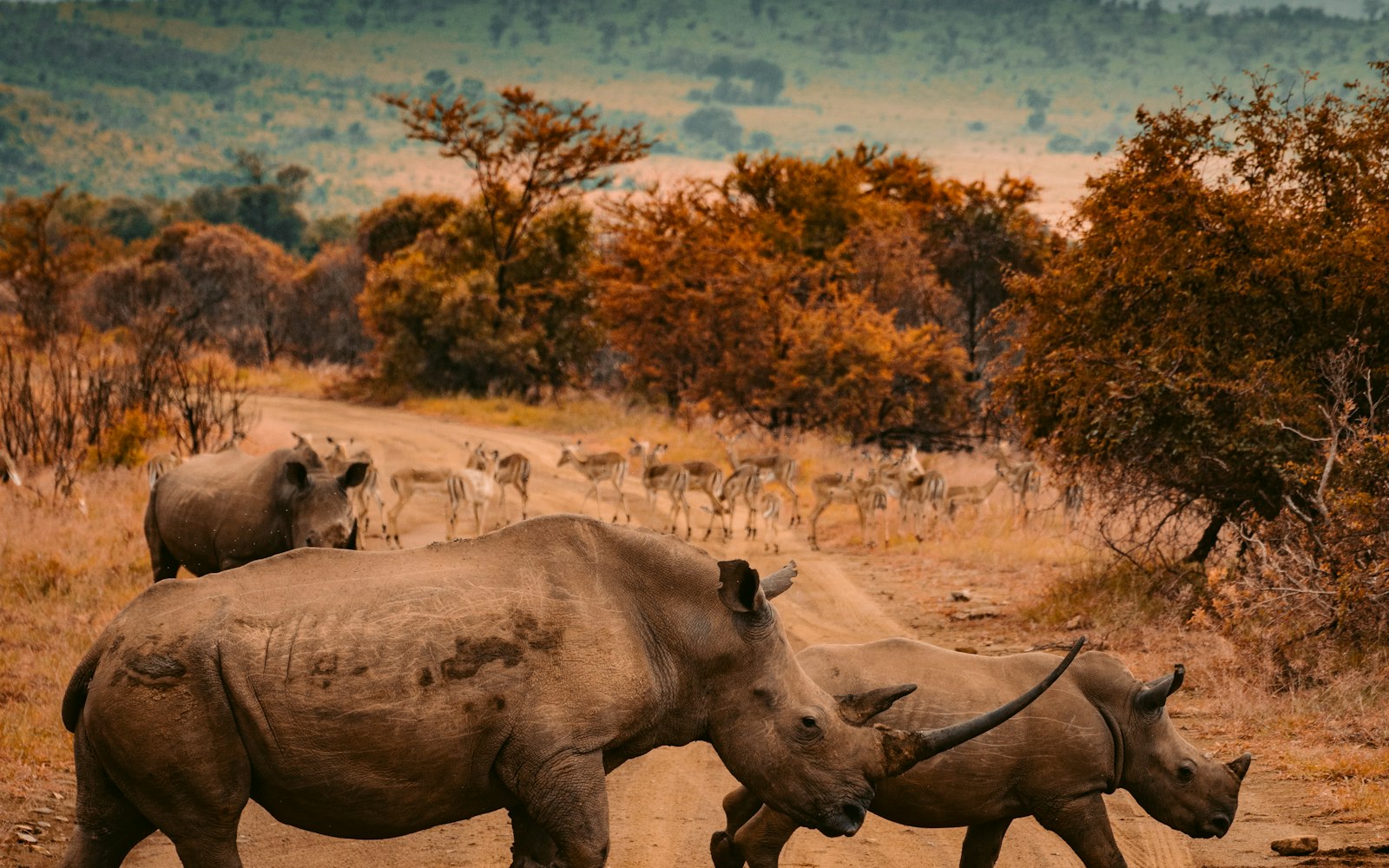 Southern Tanzania Wild Luxury