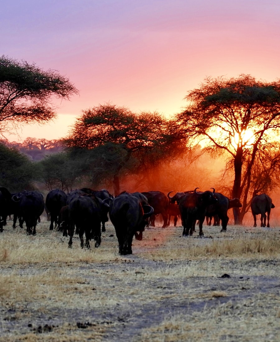 Tanzania Wildebeest Migration