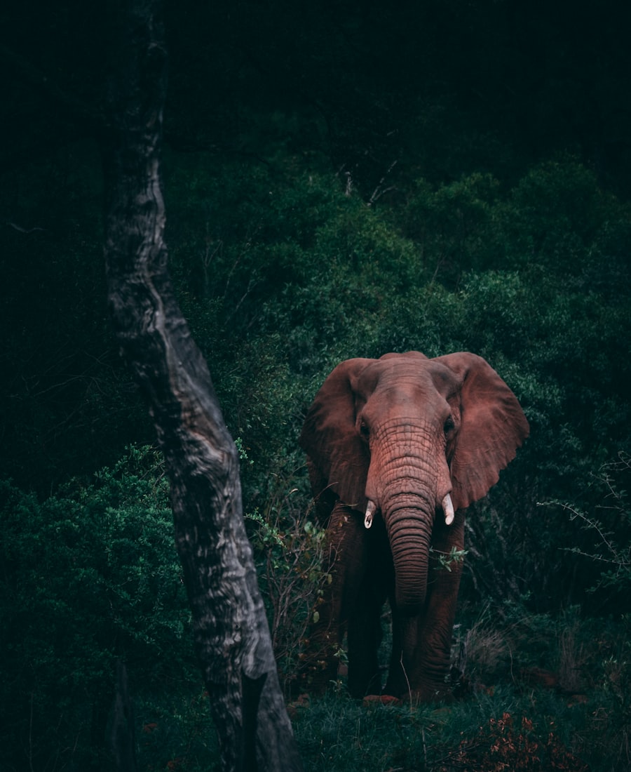 Uganda Wildlife Safari & Gorillas