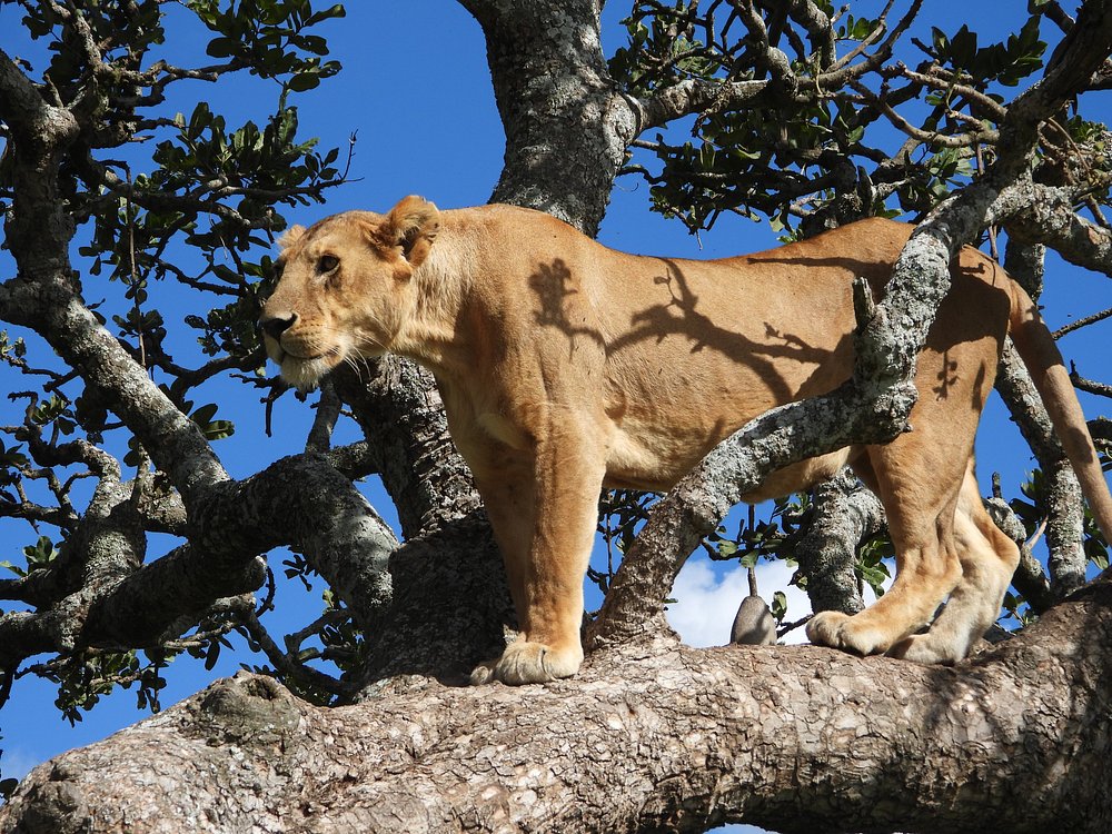 A lioness standing on the branch of an acacia tree against a blue sky on a Serengeti safari.