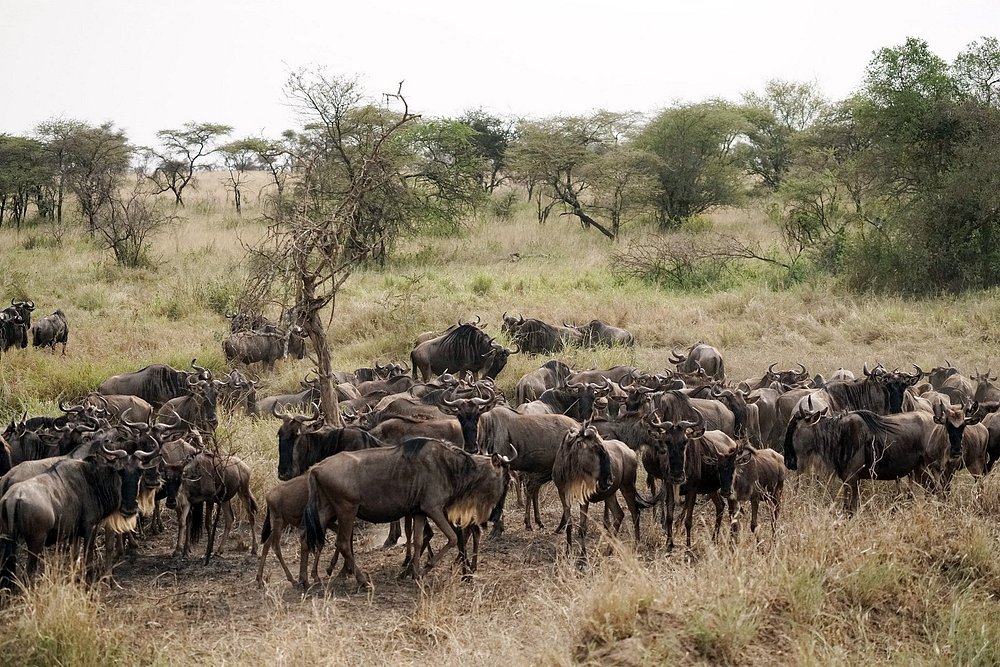 Wildebeest herd gathered among acacia trees on the Serengeti plains during the Great Migration safari.