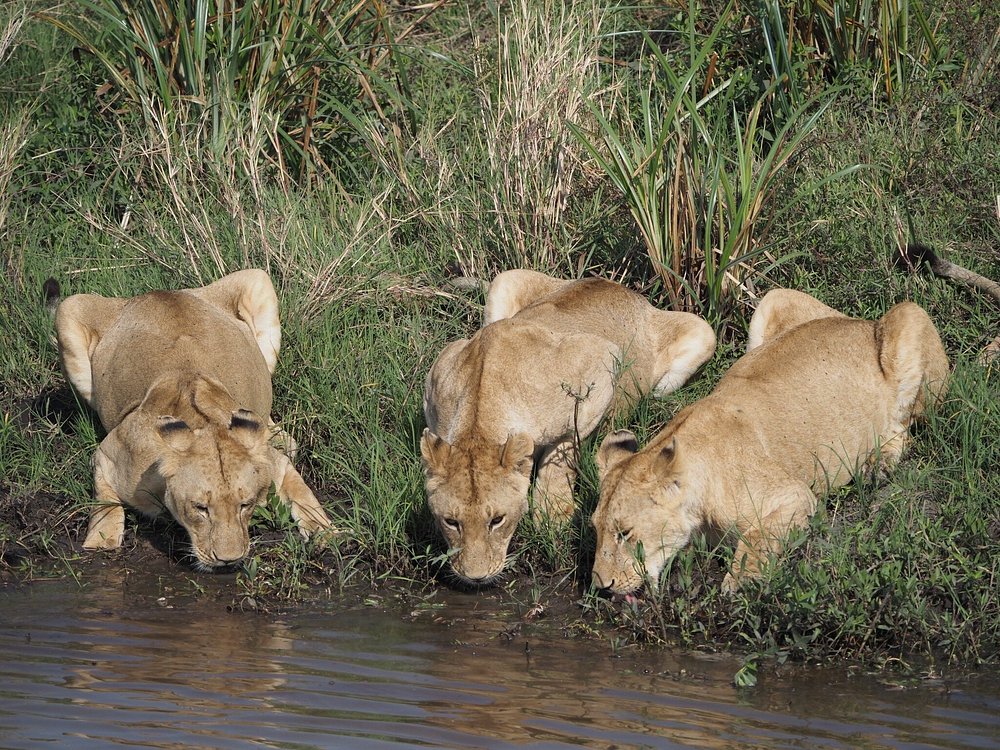 East africa Honeymoon safari sights in Masai Mara