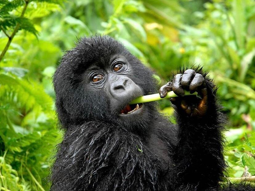 Uganda gorilla trekking fly-in safari