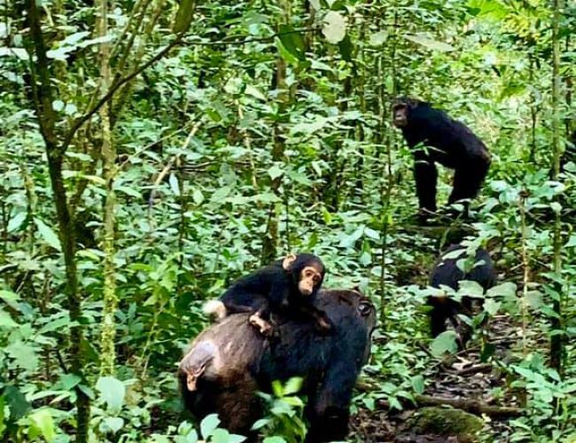 Stunning Nyungwe Chimps carrying a baby. These will best sooth your soul on the Rwanda Primate safari. Don't miss seeing the gorillas in Volcanoes National park.