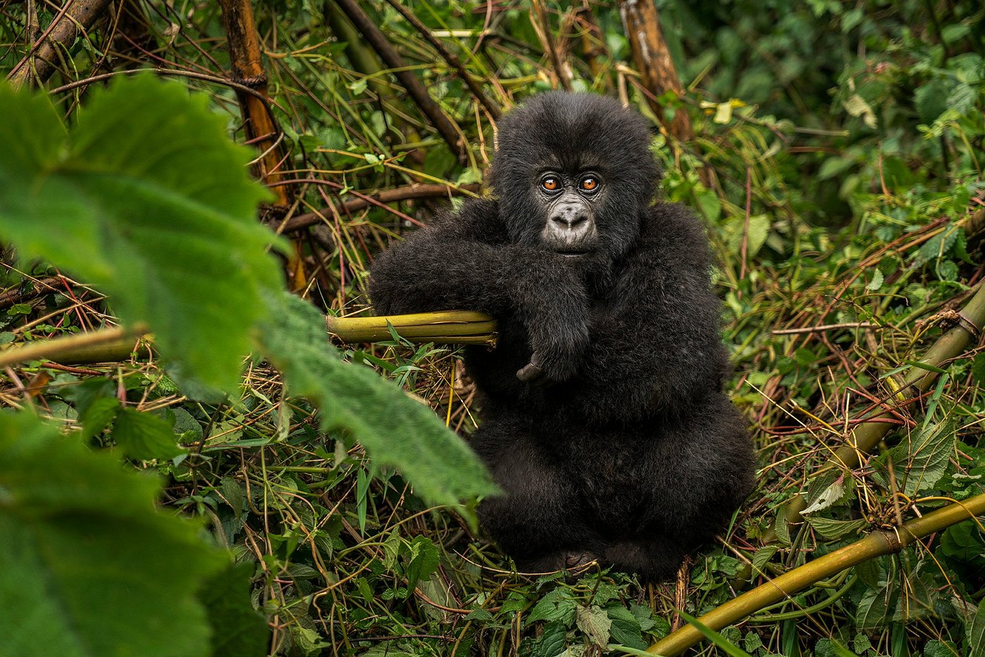 Young gorilla Rwanda fly-in safari